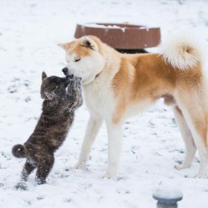 DSC 1008 kopia (Copy)